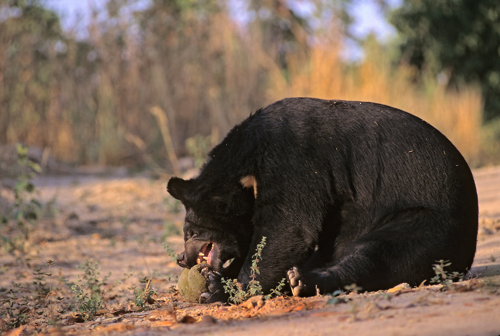 ପଣସ ଖାଇବାକୁ ଆସି ଗଲା ଭାଲୁର ଜୀବନ ।