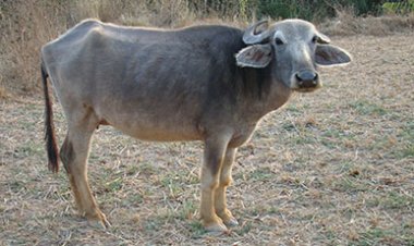 ଓଡ଼ିଶାର ‘ମନ୍ଦା ମଇଁଷି’ ପ୍ରଜାତିକୁ ମିଳିଛି ଜାତୀୟ ମାନ୍ୟତା