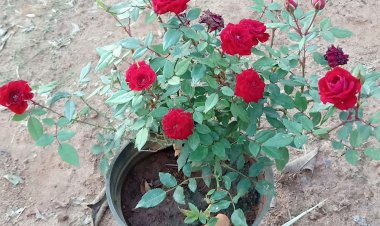 ଗୋଲାପ ଫୁଲକୁ ନେଇ ବାସ୍ତୁ କଥା, ଜାଣନ୍ତୁ କ’ଣ