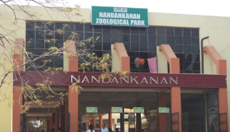 Tigress Ankita Gives Birth To 5 Cubs At Nandankanan Zoo