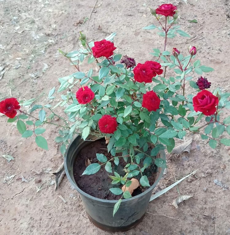 ଗୋଲାପ ଫୁଲକୁ ନେଇ ବାସ୍ତୁ କଥା, ଜାଣନ୍ତୁ କ’ଣ