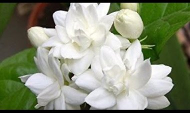 ସୁନ୍ଦର ତ୍ୱଚା ପାଇଁ  ମଲ୍ଲୀ ଫୁଲ
