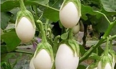 ଫଳୁଛି ଅଣ୍ଡା ବାଇଗଣ