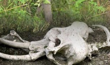 Elephant carcass found in Satkosia sanctuary