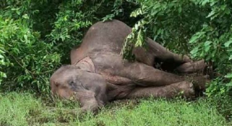 Carcass Of Female Elephant Recovered From Ganjam Forest