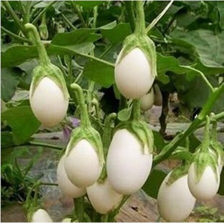 ଫଳୁଛି ଅଣ୍ଡା ବାଇଗଣ