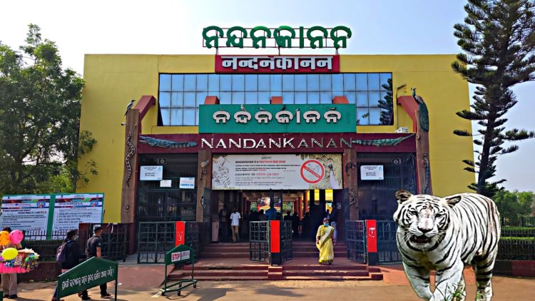 ନନ୍ଦନକାନନ ପ୍ରାଣୀ ଉଦ୍ୟାନରୁ ଦୁଇଟି ବାଘ ଯିବେ ମିଜୋରାମ