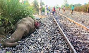 ଧକ୍କା ଦେଲା ଟ୍ରେନ, ଚାଲିଗଲା ହାତୀର ଜୀବନ