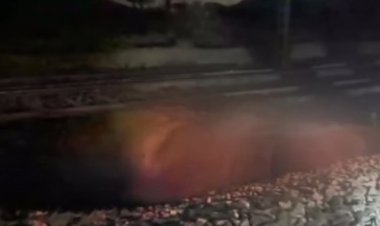 Another elephant dies in train accident in Odisha