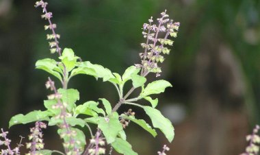ତୁଳସୀପତ୍ର ଦୂର କରେ ଏହି ସବୁ ସମସ୍ୟା