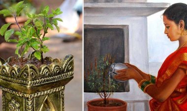 ଏହି ଦିନ ଭୁଲରେ ଦିଅନ୍ତୁ ନାହିଁ ତୁଳସୀ ଗଛରେ ପାଣି