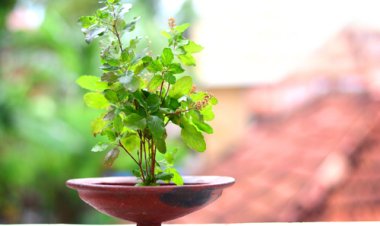 ତୁଳସୀ ଗଛ ବଦଳେଇଦେବ ଭାଗ୍ୟ