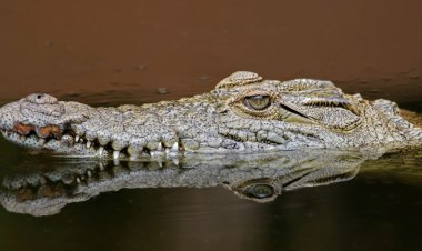 ମହାନଦୀ ପଠାରେ ଖେଳୁଛି କୁମ୍ବୀର