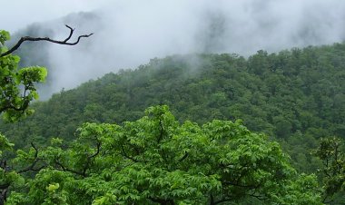 ନଳ ବଣରେ ନିଆଁ
