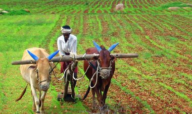 ଚାଷୀଙ୍କୁ ମିଳିବ ଟଙ୍କା, କେନ୍ଦ୍ର ସରକାରଙ୍କ ଘୋଷଣା