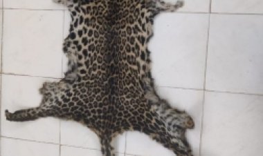 Two held for trying to sell leopard skin in Kandhamal