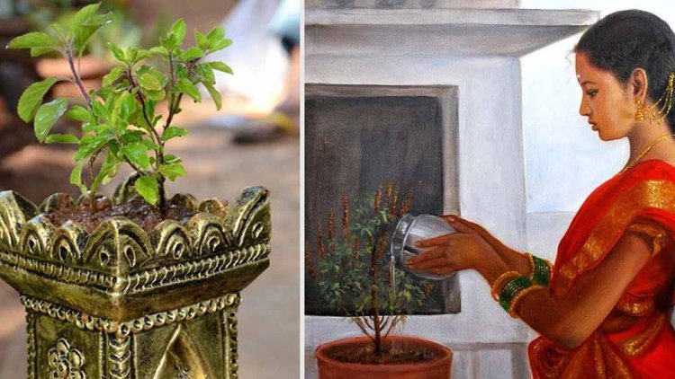 ଏହି ଦିନ ଭୁଲରେ ଦିଅନ୍ତୁ ନାହିଁ ତୁଳସୀ ଗଛରେ ପାଣି