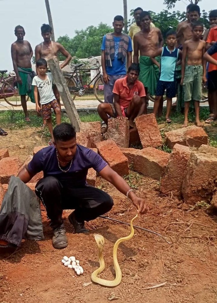 ସାବଧାନ ! ନାଗ ଦେଲେଣି ଅଣ୍ଡା