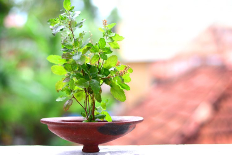 ତୁଳସୀ ଗଛ ବଦଳେଇଦେବ ଭାଗ୍ୟ