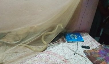 ଶେଯରେ ଶୋଇଛି ନାଗୁଣୀ