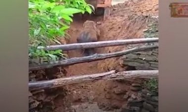 Sambalpur: Baby elephant falls in well, rescued