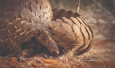 ଶିମିଳିପାଳ ଅଭୟାରଣ୍ୟରେ ଚାଲିଥିଲା ବଜ୍ରକାପ୍ତା ଡ଼ିଲ, ମାଡି ବସିଲା ପୁଲିସ