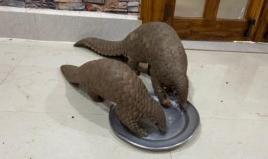 Two pangolins rescued in Sonepur; 2 brothers nabbed