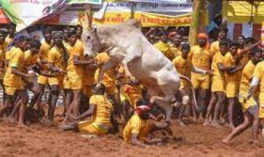 ଜଲ୍ଲିକଟ୍ଟୁରେ ହସ୍ତକ୍ଷେପ କରିପାରିବେ ନାହିଁ ବିଚାର ବିଭାଗ:ସୁପ୍ରିମକୋର୍ଟ