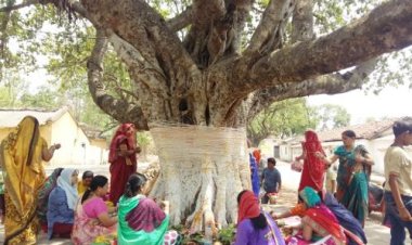 ପବିତ୍ର ସାବିତ୍ରୀ ଓଷା, ଏପରି କରୁଛନ୍ତି କି ପୂଜା ?