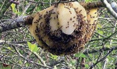 ମହୁମାଛି ଆକ୍ରମଣରେ ବୃଦ୍ଧ ମୃତ