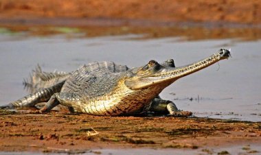 ଆସିଲା ଖୁସିଖବର: ସଫଳ ହୋଇଛି ଘଡ଼ିଆଳ ପ୍ରଜନନ 