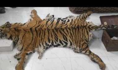 ଏସଟିଏଫ୍କ ବ୍ଜାରେ ବାଘ ଛାଲ ବେପାରୀ