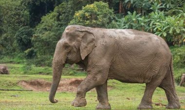 Minor Girl Among 2 trampled to death by Separate elephant attacks in Odisha