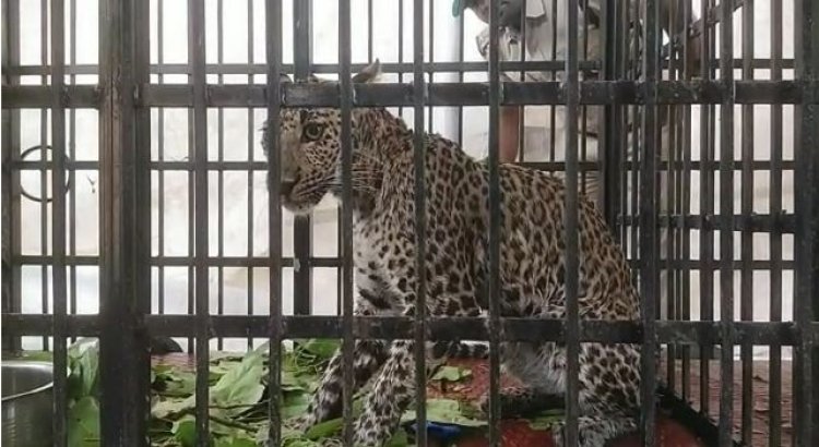 Babesiosis-infected leopard dies in Nuapada
