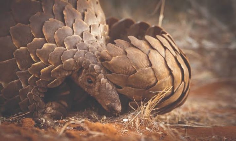 ଶିମିଳିପାଳ ଅଭୟାରଣ୍ୟରେ ଚାଲିଥିଲା ବଜ୍ରକାପ୍ତା ଡ଼ିଲ, ମାଡି ବସିଲା ପୁଲିସ