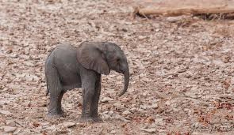 ପରିତ୍ୟକ୍ତ କୂଅରୁ ଉଦ୍ଧାର ହେଲା ହାତୀ