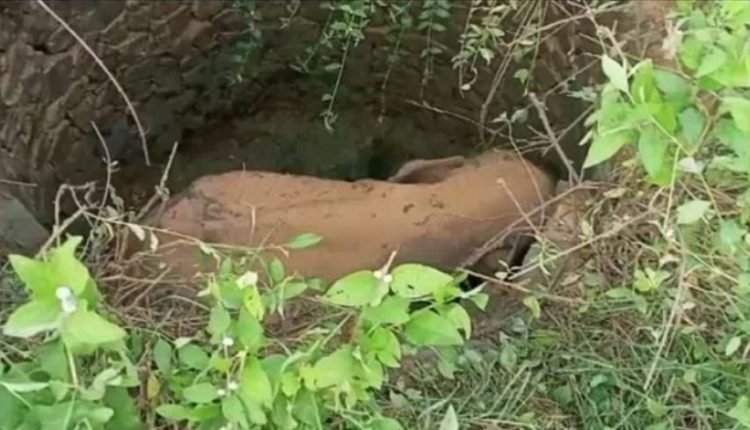 Baby elephant falls into deep well in Keonjhar, rescued