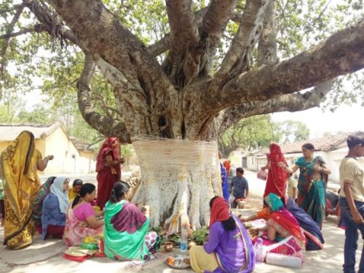 ପବିତ୍ର ସାବିତ୍ରୀ ଓଷା, ଏପରି କରୁଛନ୍ତି କି ପୂଜା ?