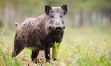 ବାର୍‌ହା ଆକ୍ରମଣରେ ୩ ଗୁରୁତର