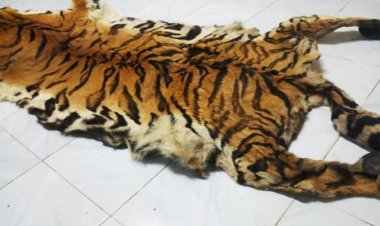 ବାଘଛାଲ, ହରିଣ ଶିଙ୍ଗ ଜବତ