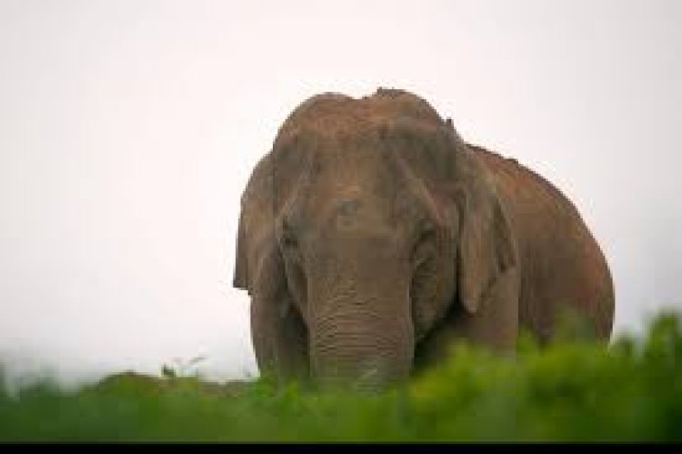 ମାଈ ହାତୀର ମୃତଦେହ ଜବତ