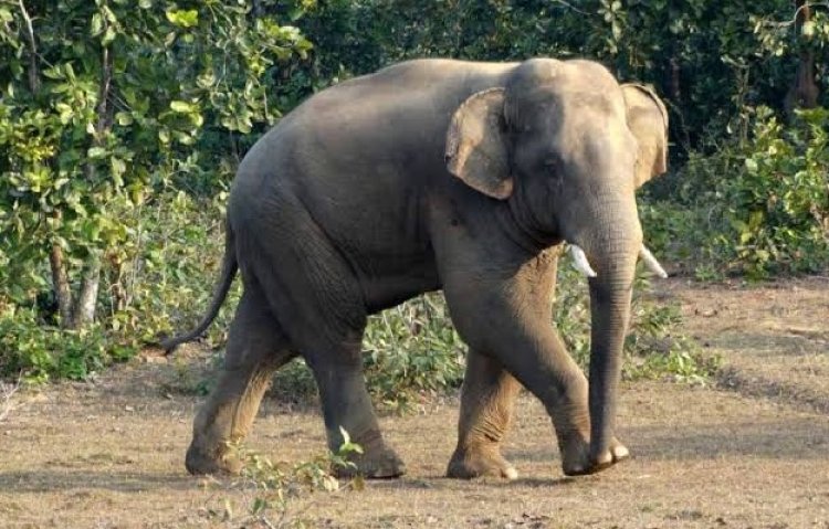 ଦୁଇ ଦିନ ଧରି ଅସୁସ୍ଥ ଥିବା ଦନ୍ତାର ମୃତ୍ୟୁ ଘଟିଛି