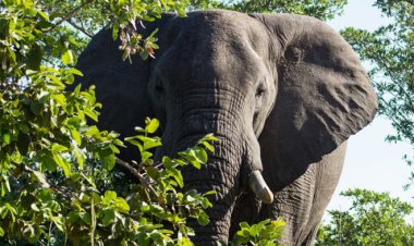 ହାତୀ ଆକ୍ରମଣରେ ଜଣେ ମୃତ