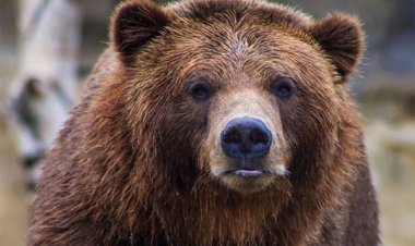 ଭାଲୁ ଆକ୍ରମଣରେ ବାପା ମୃତ, ପୁଅ ଗୁରୁତର