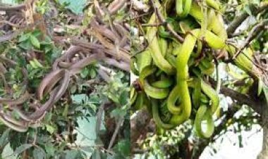 ଗଛର ପ୍ରତି ଶାଖାରେ ଦେଖିବାକୁ ମିଳେ ସାପ ମାଳମାଳ : ସାପ ଉଦ୍ୟାନ