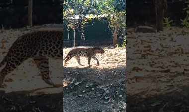 ବିପଦରେ ଚିତା, ମୋଦୀ ଡାକିଲେ ସମୀକ୍ଷା ବୈଠକ