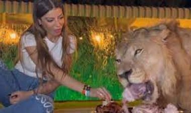 ସିଂହ ସହ ବସି ଭୋଜନ ଗୋଟାଏ ଥାଳିରେ