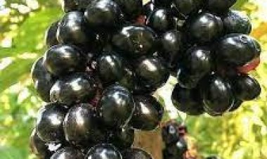 କେଉଁମାନଙ୍କୁ ଜାମୁକୋଳି ଖାଇବା ମନା