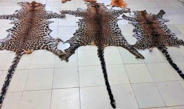Three leopard skins,  three deer skins seized in Kalahandi; one held