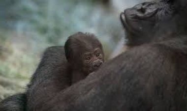 ପୁରୁଷ ଗରିଲାର ସନ୍ତାନ ପ୍ରସବ!